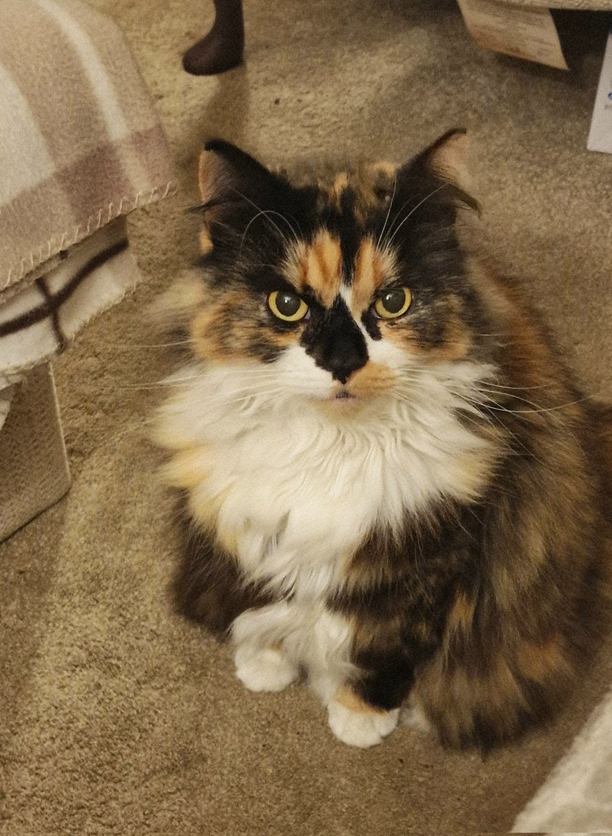 maisiethetortie's tweet image. #ImACeleb #Ginge #Tom #MaisietheTortie #CatsOfTwitter I've been glued to the telly and she's been staring at me for the last ten minutes.  Think she's feeling ignored...well done to all the celebs- I absolutely loved Tom, Shona and Lisa they're just lovely people.