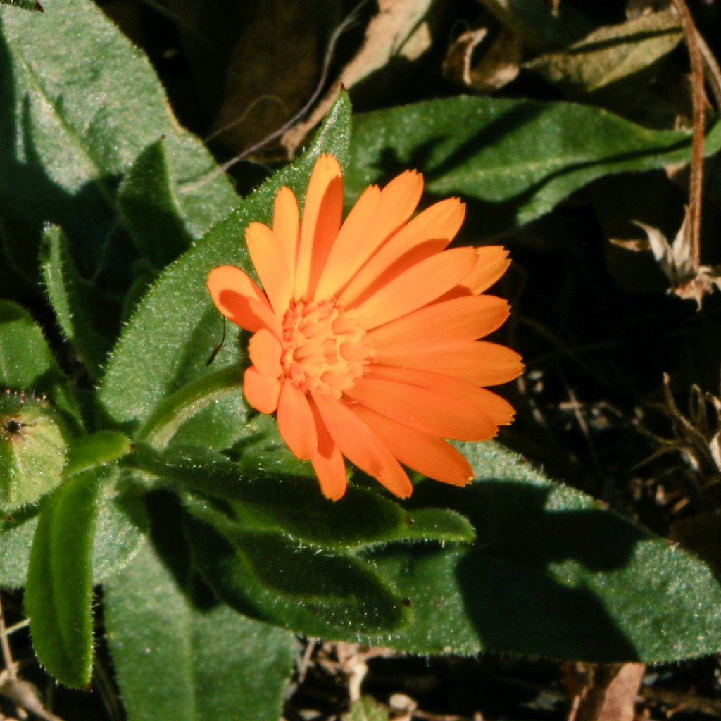 kinokdk's tweet image. 12/08(月)、おはようございます！
週末から暖かい気候が続いていて動きやすいです☺️

💐#TLを花でいっぱいにしよう

キンセンカも冬を彩る貴重なお花です。しっかり水を撒きました！

今週も１週間頑張りましょう💪