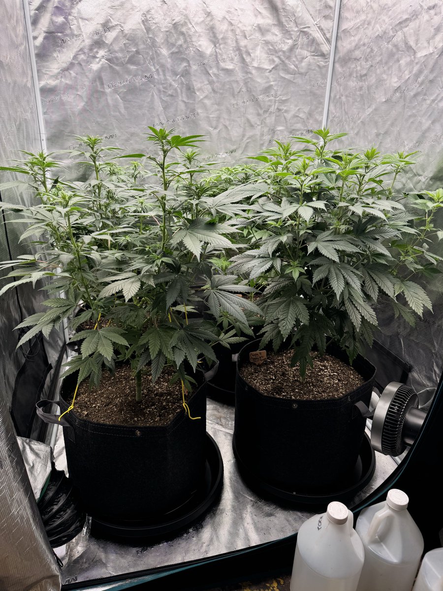 About 10 days into 12/12 light schedule and the plants are just starting to show crowns at the top. I expect these plants to at least double in height over the next 2-3 weeks. Bring on the stretch 💪