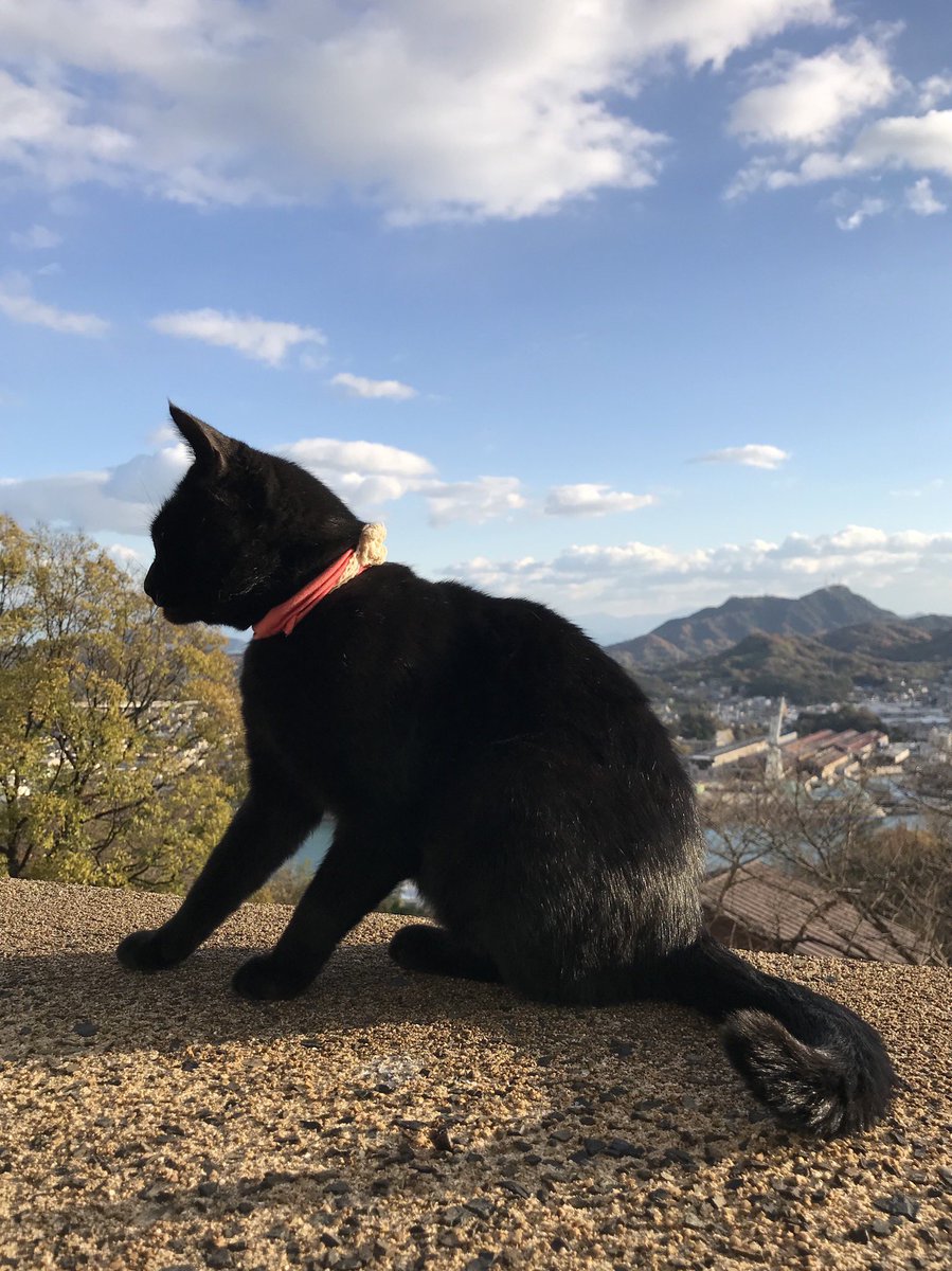 時をかける猫ニャ507 