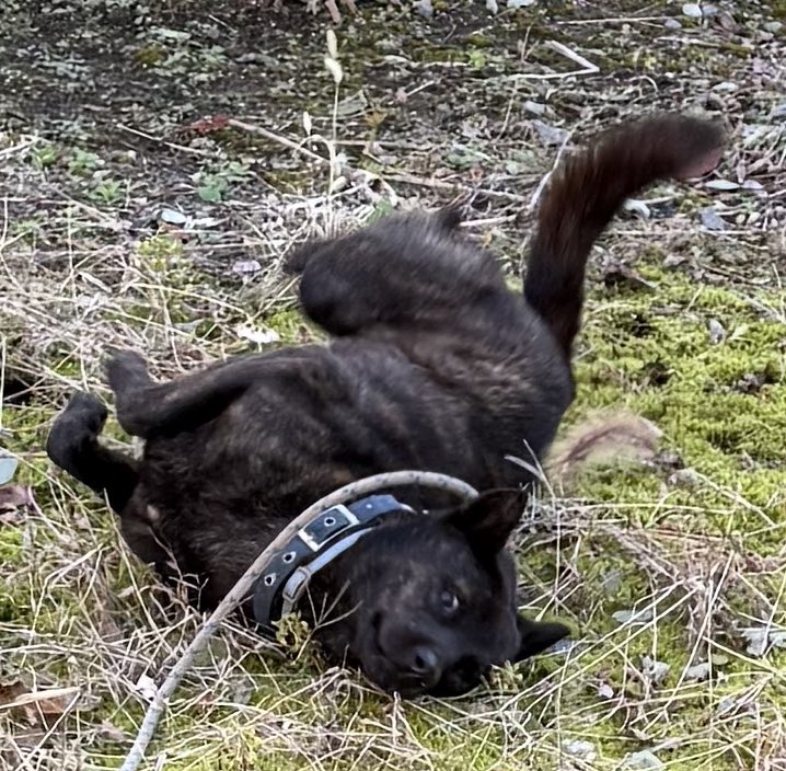 おはようございます
寒さに負けるな！🐶