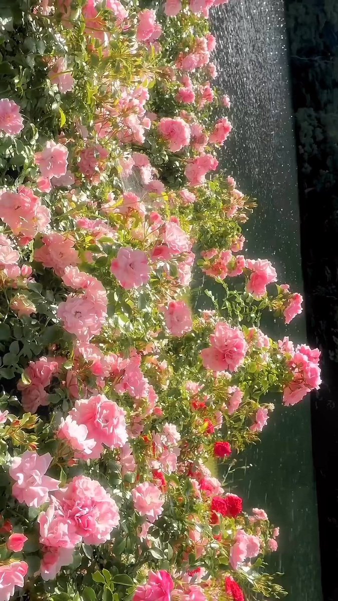 greenvibe's tweet image. 