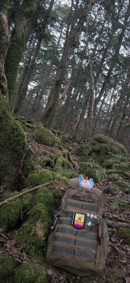 PascalWahhh's tweet image. Went to  "the forrest"  to see if i still feel something. 
I do