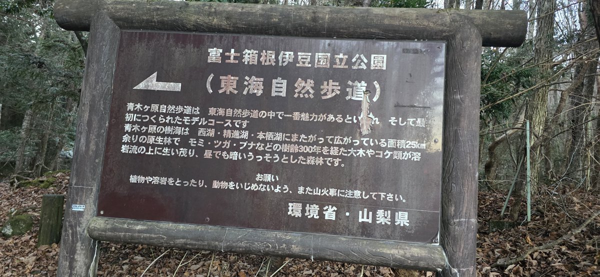 PascalWahhh's tweet image. Went to  "the forrest"  to see if i still feel something. 
I do