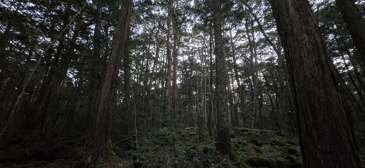 PascalWahhh's tweet image. Went to  "the forrest"  to see if i still feel something. 
I do