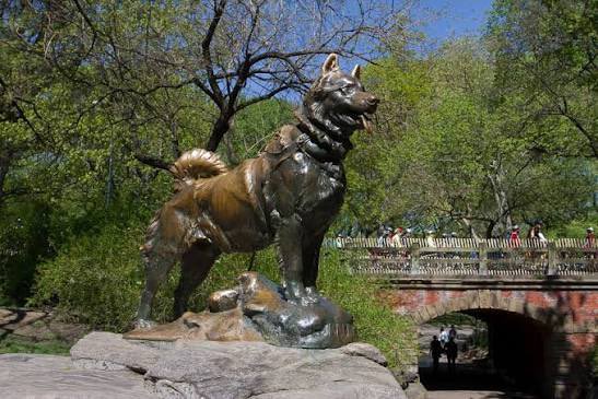 marcishirodwsn's tweet photo. $Balto, the brave sled dog, defied a brutal 1925 storm to deliver life-saving serum to Nome. With blinding snow and biting cold pushing against him, he pressed on guided only by instinct. His triumphant arrival saved lives and forever sealed his place as a hero of the frozen frontier.

EvjZbA6gG7dFhGKaHHsXepc4s2fv8v1igiKmKt9Qpump