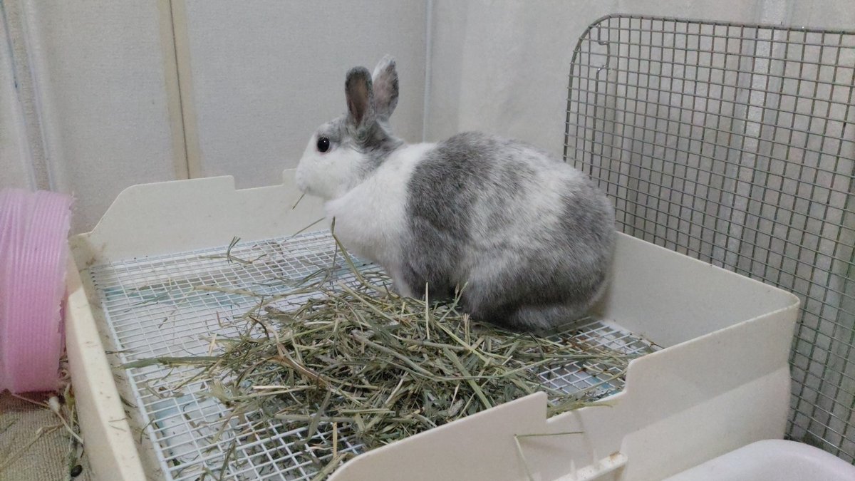 ran0317pa's tweet photo. おはよう☀︎
ほほさんの模様って個性的で可愛いよね♥️

 #fortheRABBIT  #保護うさぎ  #里親募集中  #部屋んぽ大好き  #ほほさん https://t.co/Y8Zt806MBw