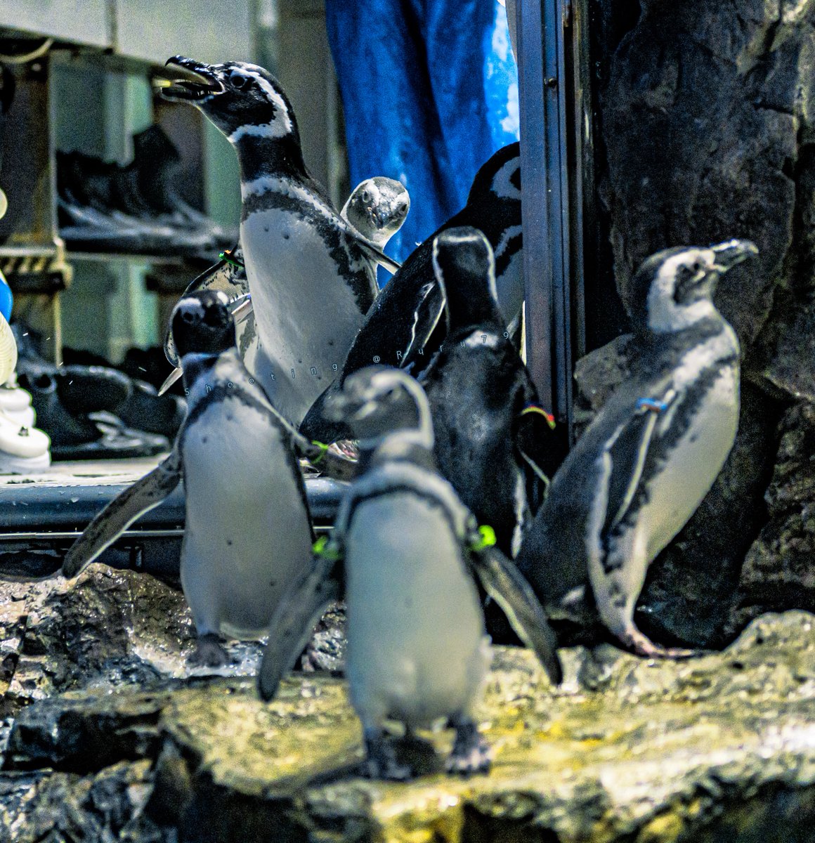 すみだ水族館【公式】 (@Sumida_Aquarium) / Posts / X