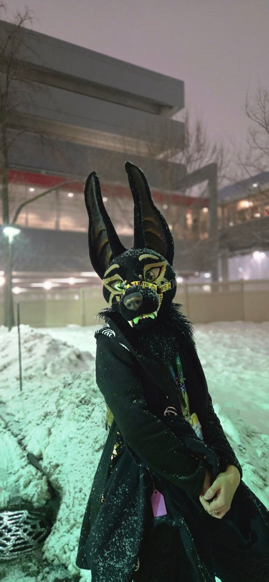 I love the snow ❄️

#MFF2025 #MFF #Anubis #Jackal
#fursuit