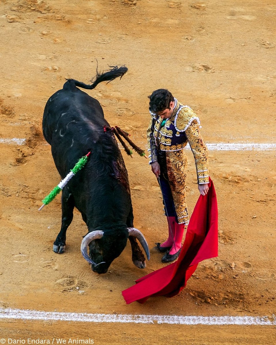 A bull’s life shouldn’t end in a blood-soaked arena. 
REPOST to help end this cruelty now.