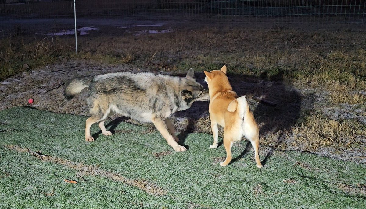 mi_di_0815's tweet image. オオカミ（犬）がどのくらい柴犬のことを好きなのかというと、柴犬を深く吸ってからぱくりとしちゃうくらい大好きらしいです。柴犬をぱくりとしたくなる愛情表現はなんだか飼い主もわかる気がします。