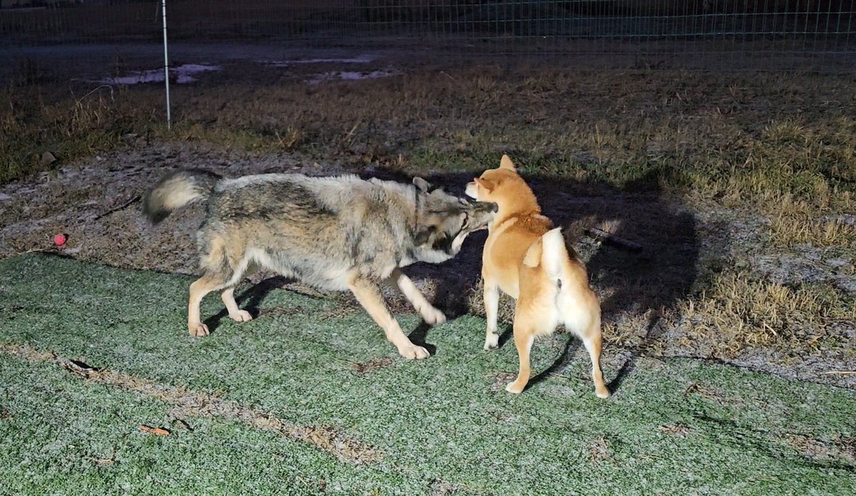 mi_di_0815's tweet image. オオカミ（犬）がどのくらい柴犬のことを好きなのかというと、柴犬を深く吸ってからぱくりとしちゃうくらい大好きらしいです。柴犬をぱくりとしたくなる愛情表現はなんだか飼い主もわかる気がします。