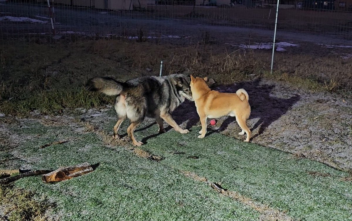 mi_di_0815's tweet image. オオカミ（犬）がどのくらい柴犬のことを好きなのかというと、柴犬を深く吸ってからぱくりとしちゃうくらい大好きらしいです。柴犬をぱくりとしたくなる愛情表現はなんだか飼い主もわかる気がします。