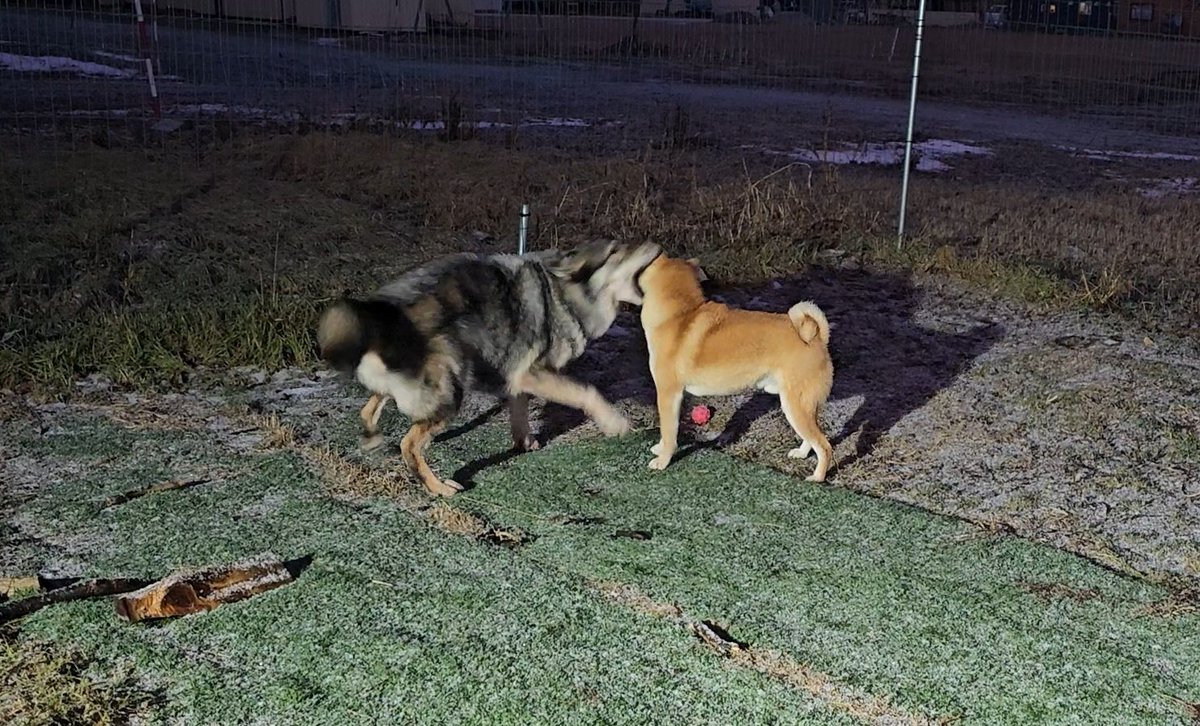 mi_di_0815's tweet image. オオカミ（犬）がどのくらい柴犬のことを好きなのかというと、柴犬を深く吸ってからぱくりとしちゃうくらい大好きらしいです。柴犬をぱくりとしたくなる愛情表現はなんだか飼い主もわかる気がします。