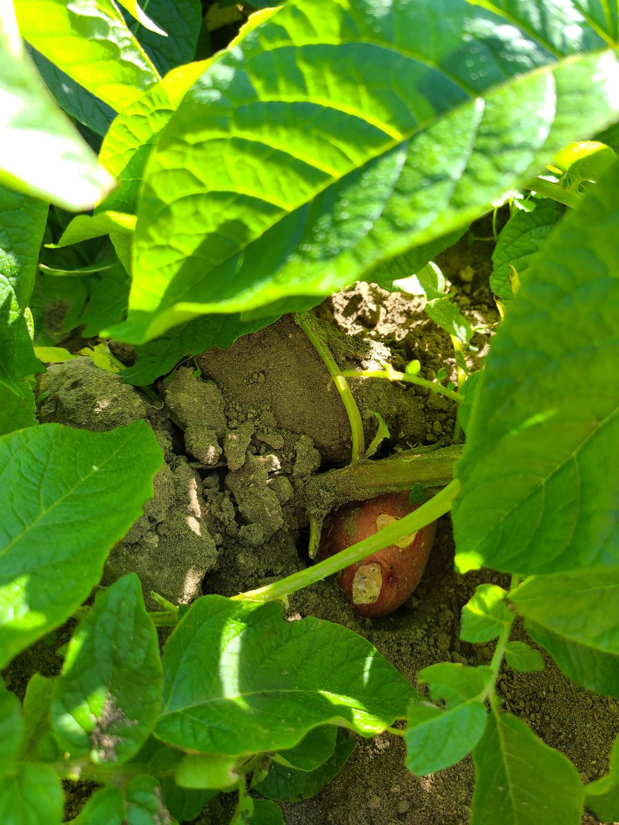 じゃがいも掘られて突つかれてる

犯人はキジです！

次見かけたらキジ鍋にしてやる