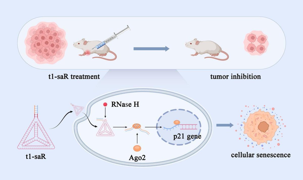 JCRnEDITORS's tweet image. Bioswitchable intracellular delivery of small activating RNA by tetrahedral framework nucleic acid: Application to p21-mediated anti-tumor therapy.
| Yunfeng Lin @SCUCN |
[50 days' free access]
#IntracellularDelivery #NucleicAcid #tetrahedral
kwnsfk27.r.eu-west-1.awstrack.me/L0/https:%2F%2…