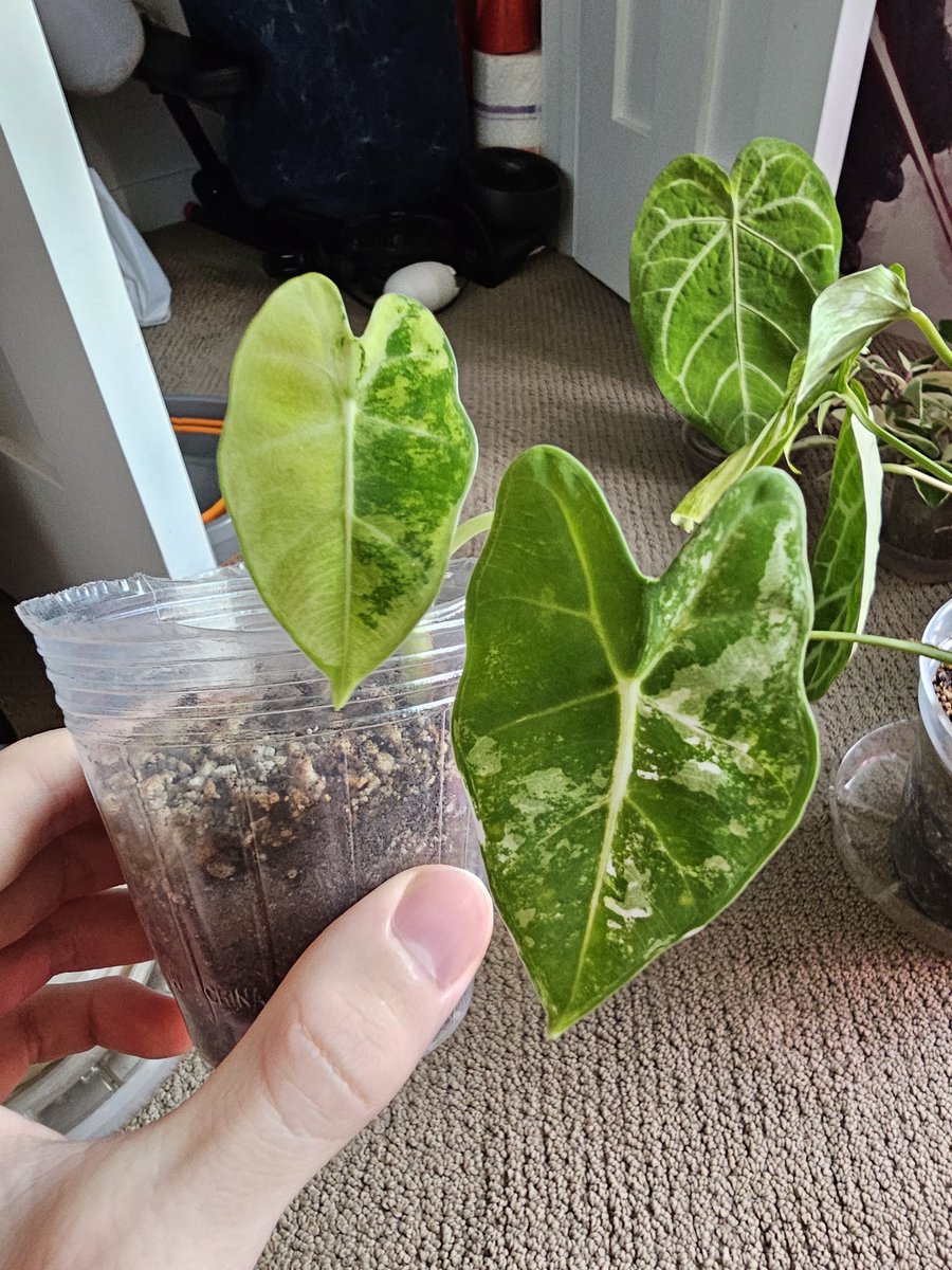 Pup Snow❄️ tweet media