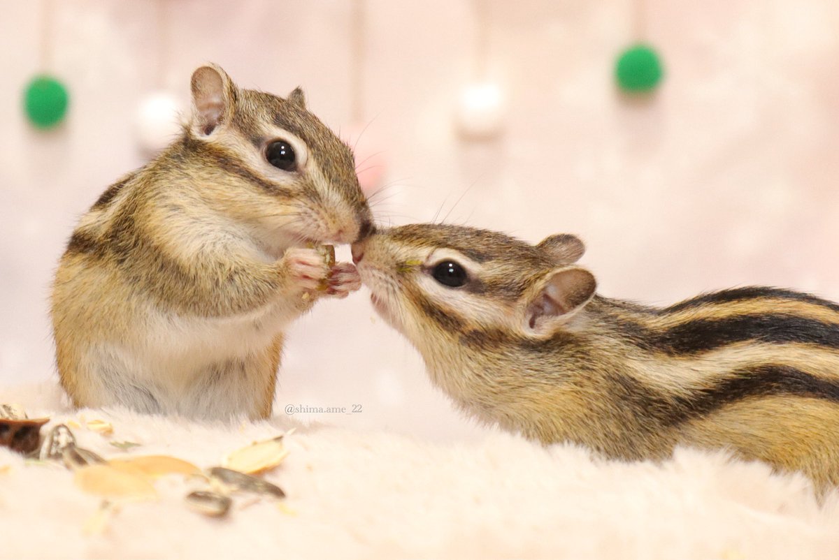 シマリスのしまとあめ (@shimaame_22) / Posts / X