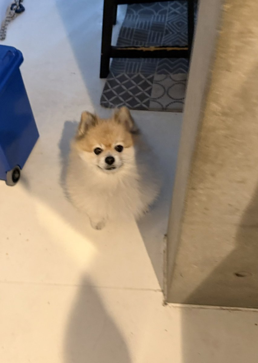 デカポメ🐶⛩️ポルくん🗼 (@AccessoryshopF) / Posts / X