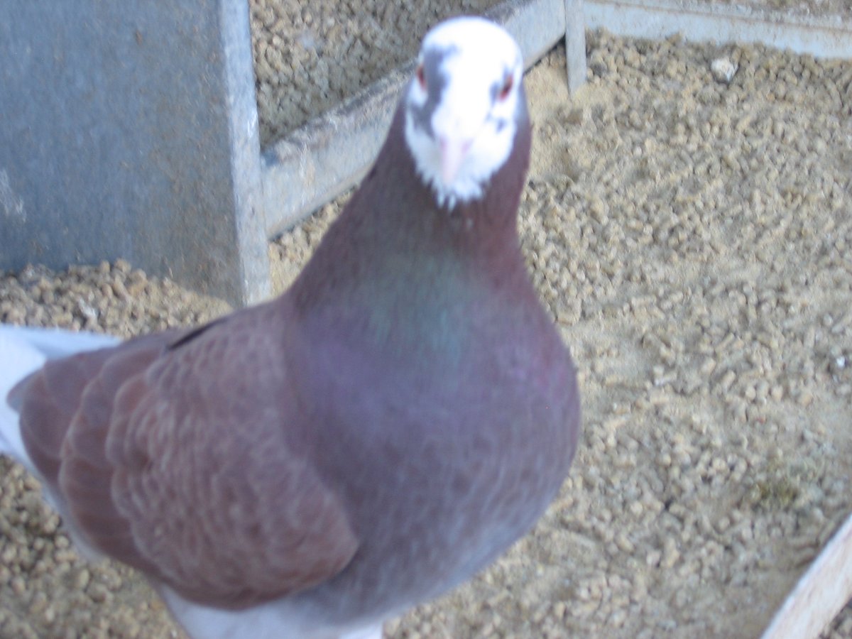 operatorihc's tweet image. Pigeons (today)