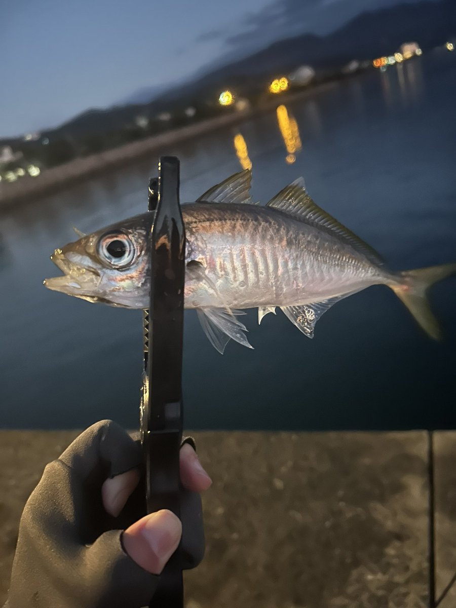 釣り好き集まれ！ Community on X - 2.7K Members