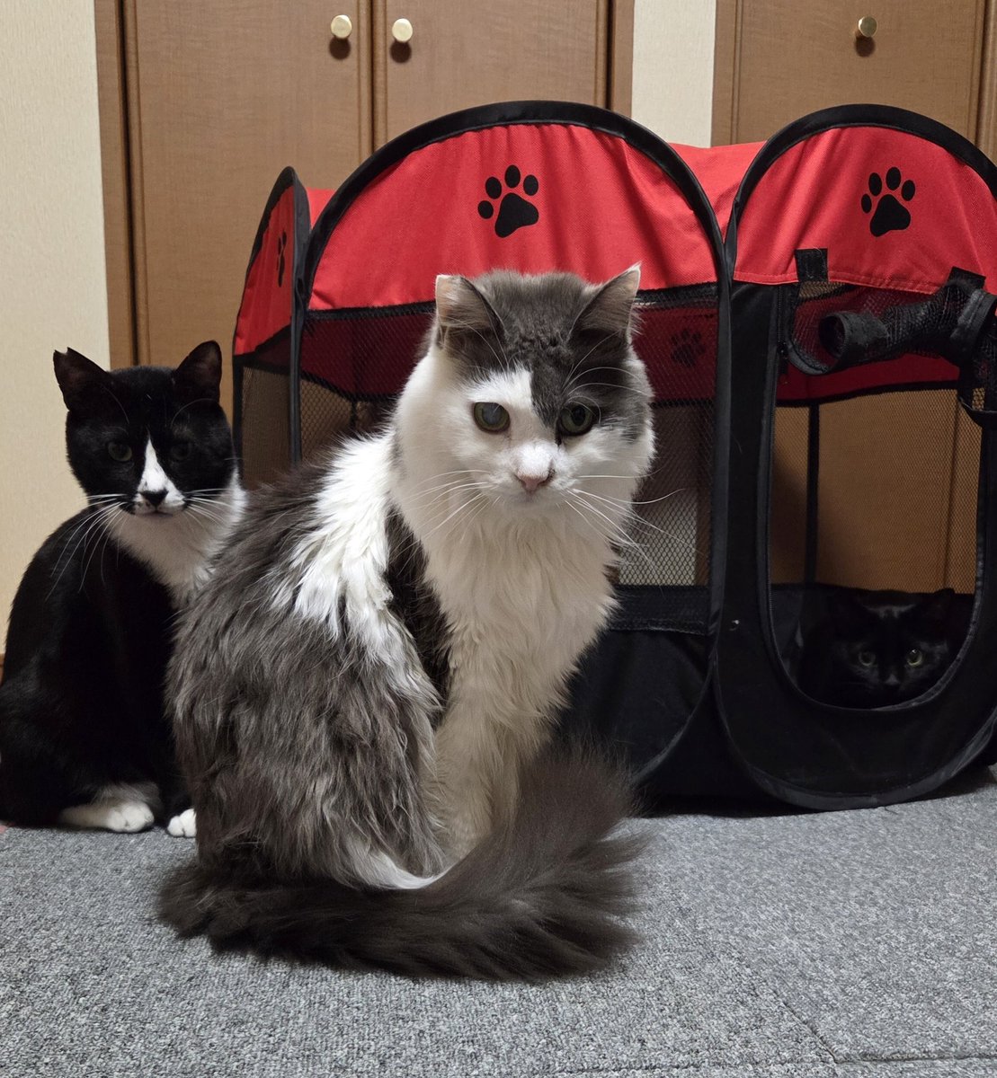 ちったん (@NYANMARUKE) / Posts / X