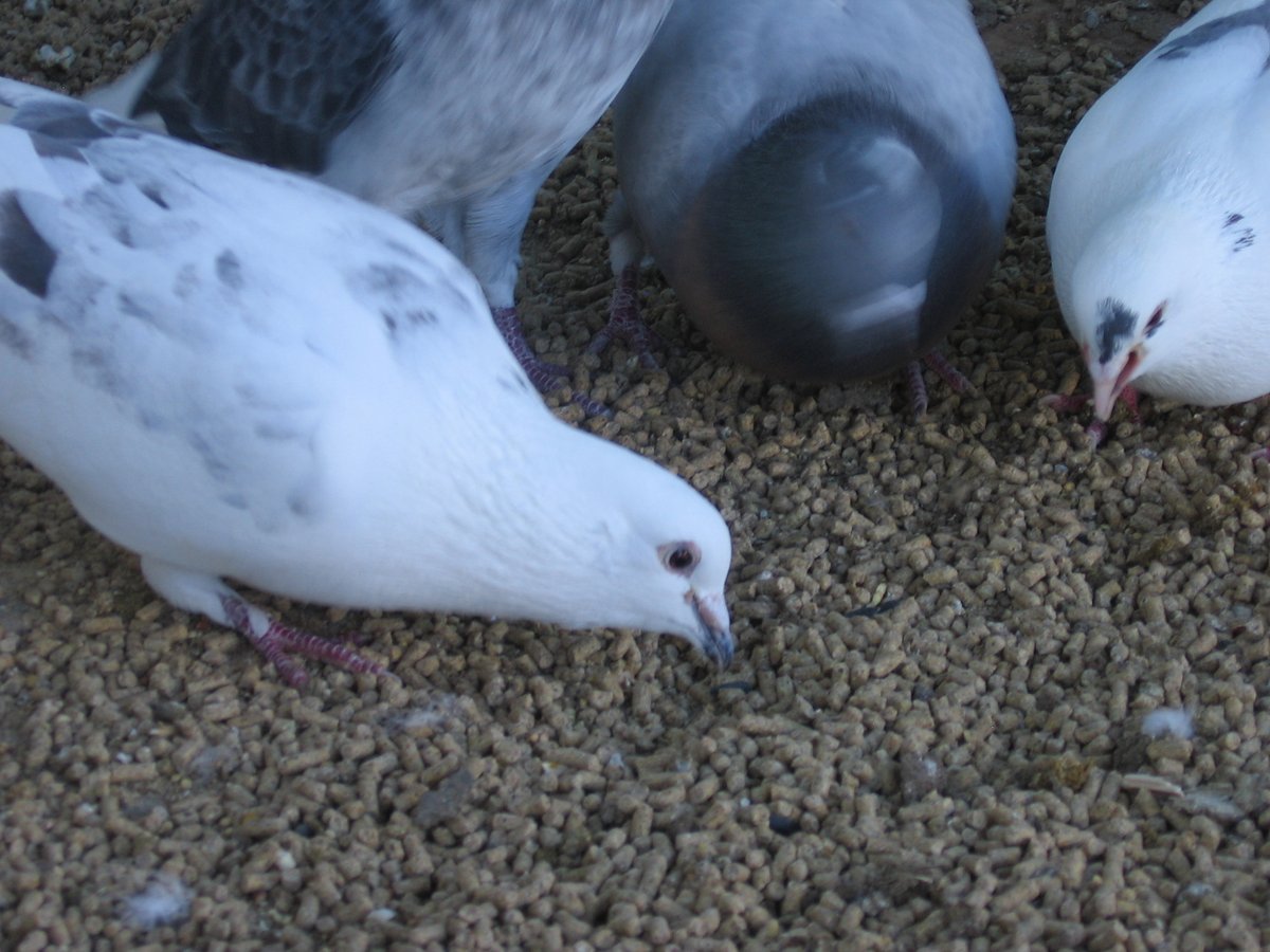 operatorihc's tweet image. Pigeons (today)