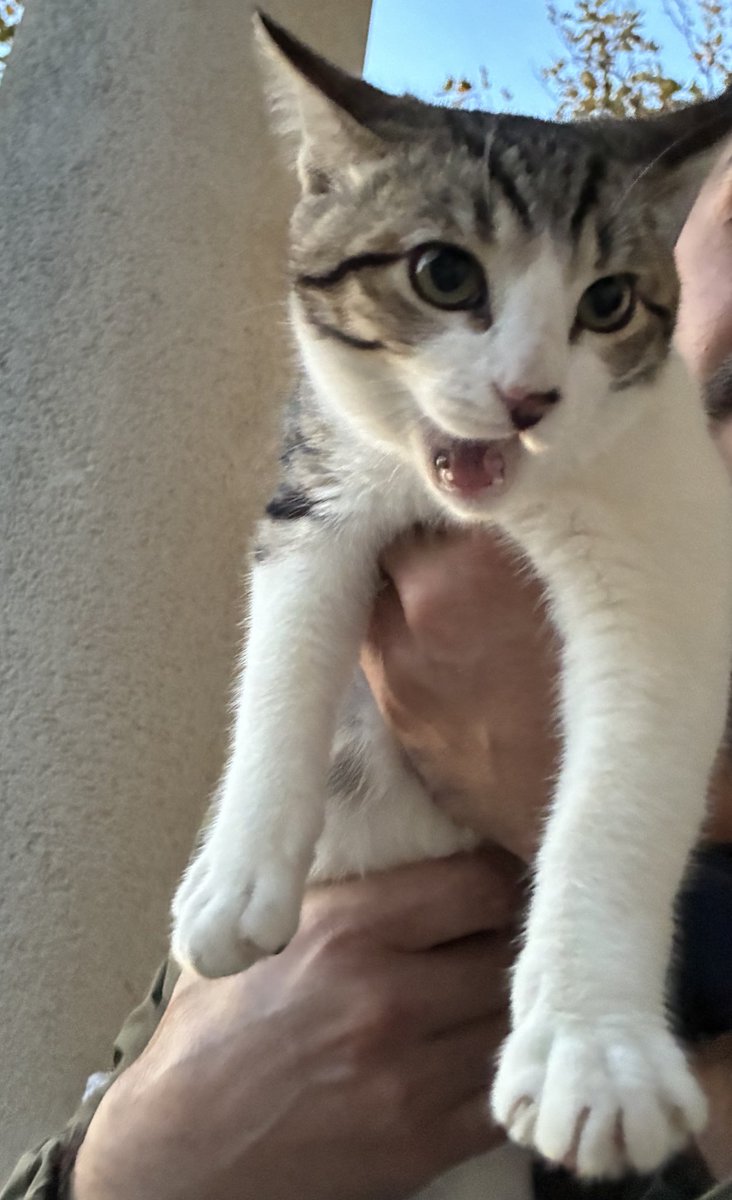 Por favor, por favor, por favor. Necesitamos con urgencia casas de acogida o adopción definitiva para Bosque, Campo, Selva y Brisa. Se entregarán testados, desparasitados, con primera vacuna, esterilizados y microchip (a falta de cambio de propietario). Twitter haz tu magia 🙏🥺