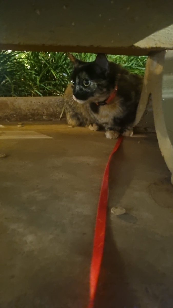 acervocoracao's tweet photo. e a minha gata que tem a coleira e o guia do heartsteel ☝️

#coraçãodeaçolovers https://t.co/9vIKMq8ySI