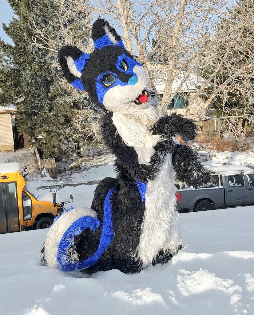 AuroraWusky69's tweet photo. Wusky got to play in the snow today ;) โ๏ธโจ๏ธ๐พ
#furryfandom #wusky
#cute #fursuit #snowday https://t.co/IDLqByU0k0