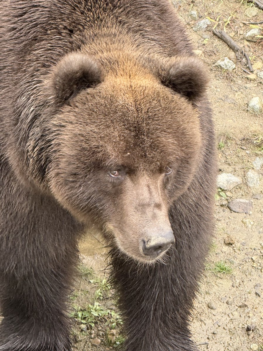 ゴロー #月曜日のクマ #ヒグマ #くまくま園 #ゴロー 20251028