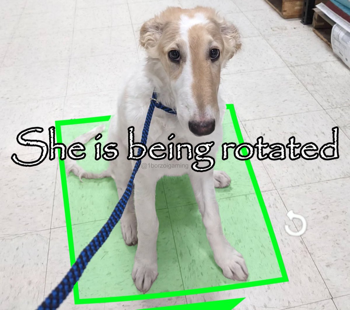#borzoi #borzoitwt