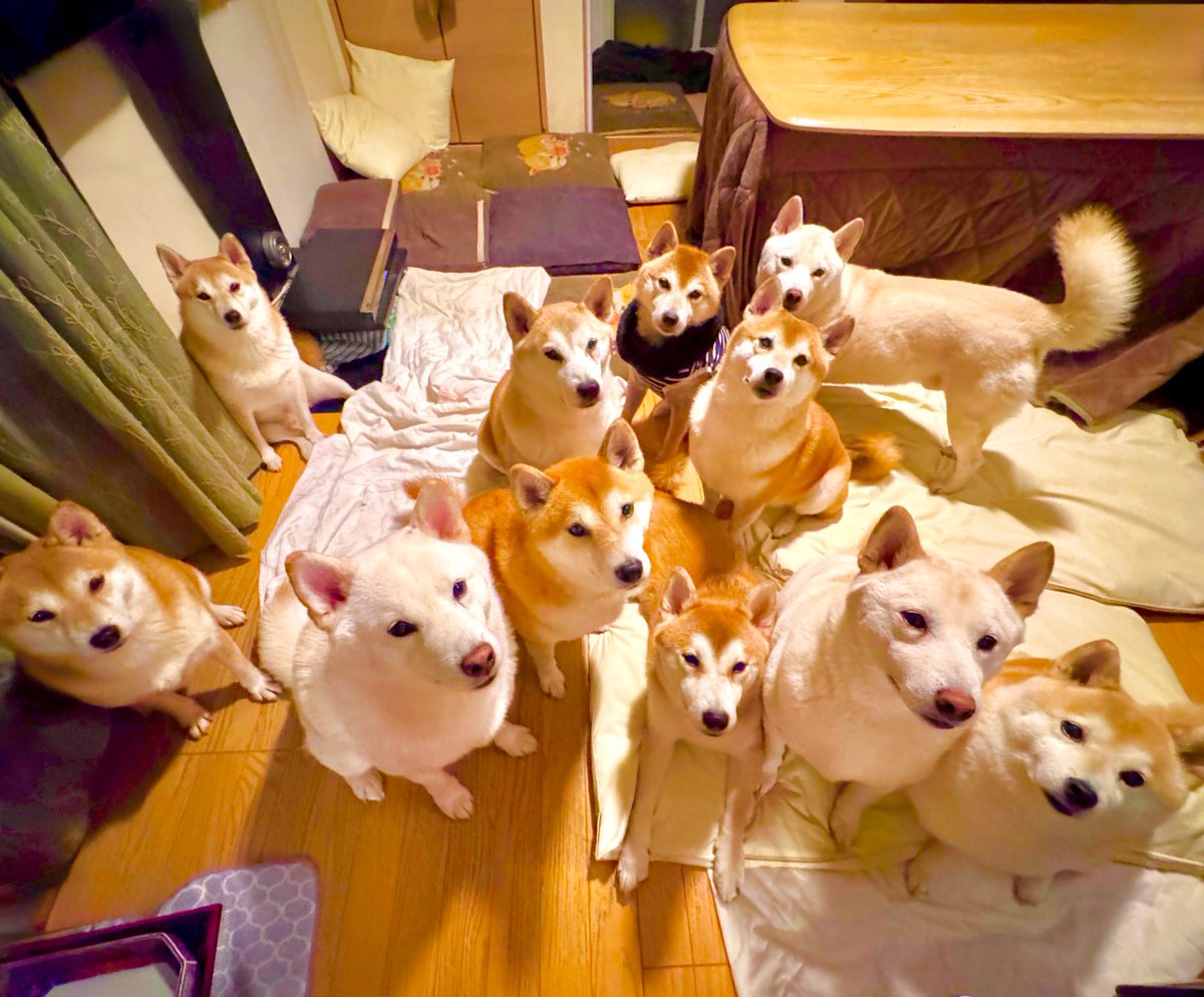 バボちゃん（柴犬12匹家族） (@babochan_s) / Posts and Replies / X