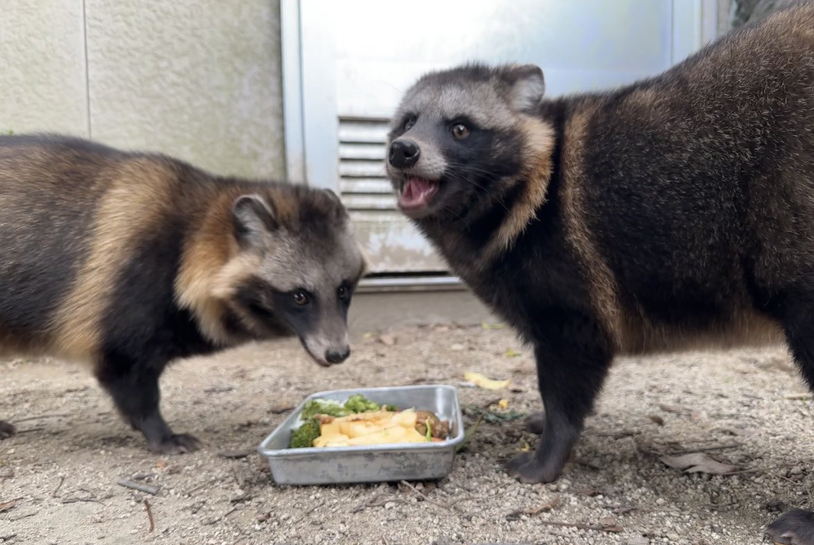 ホンドタヌキのスーとワー③】 2頭が森きららに来て約一年半… 冬毛の