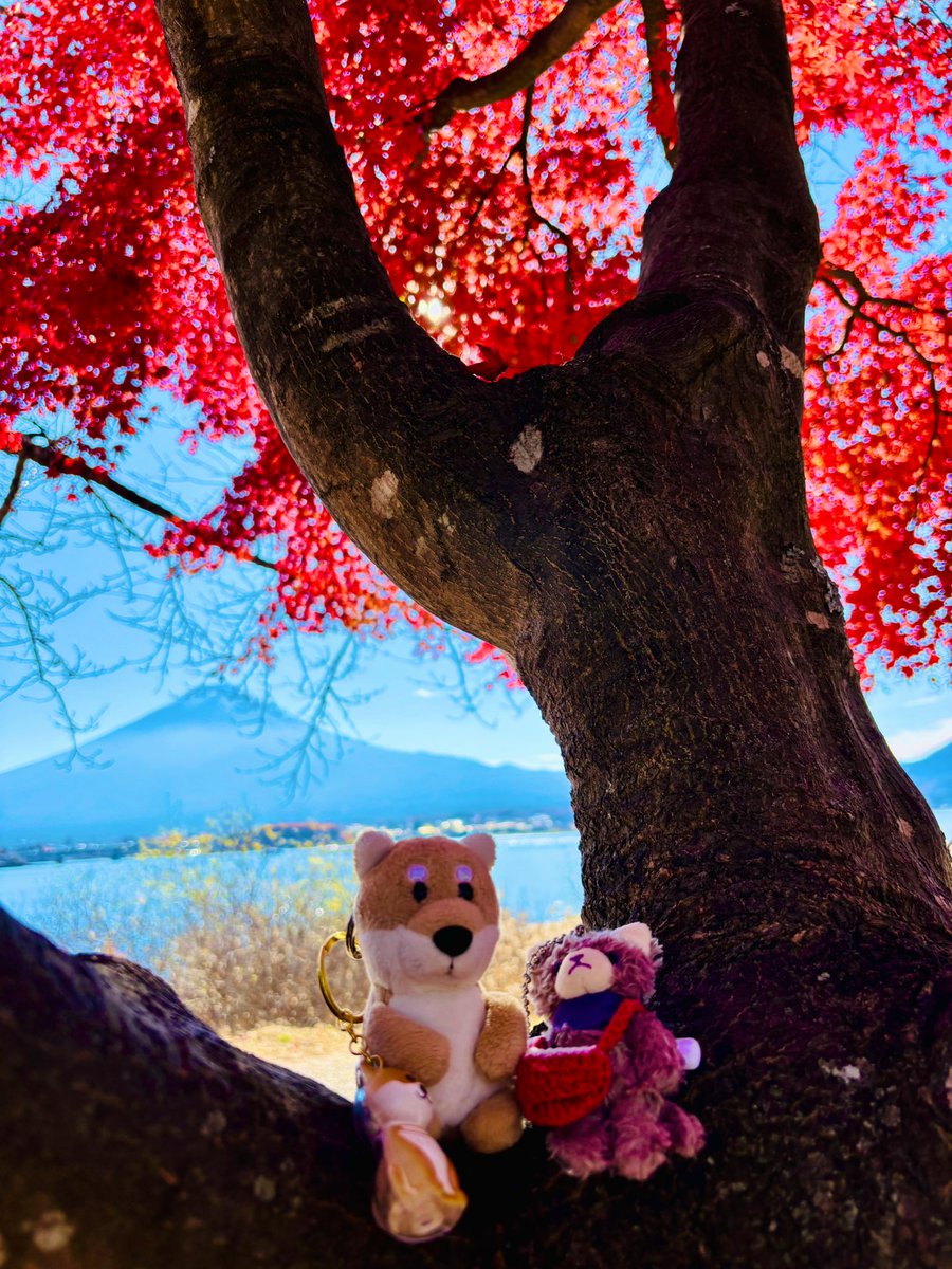 みんなおはよう☀️
山梨の紅葉見てきたよ🍁

もう12月なのいまだに信じられない！
忙しい月だけど、あたたかくして頑張ろうね🧣