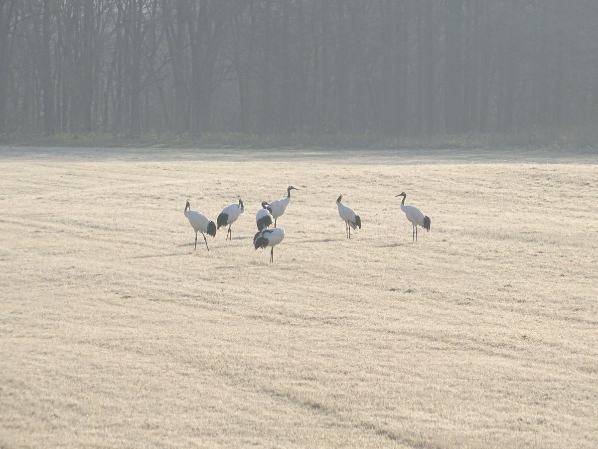 本日から2025年度の給餌を開始いたします。
噂を聞きつけたのか朝から7羽のタンチョウが姿を現しました。
＃タンチョウ
＃鶴居・伊藤タンチョウサンクチュアリ