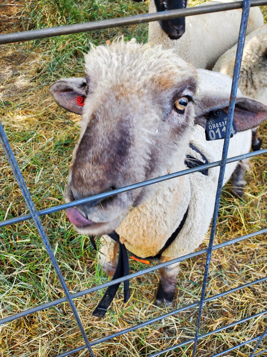 Michael W. Dean tweet media