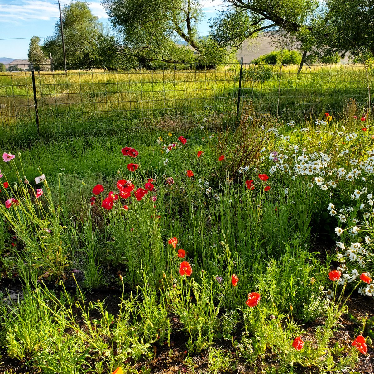 Michael W. Dean tweet media