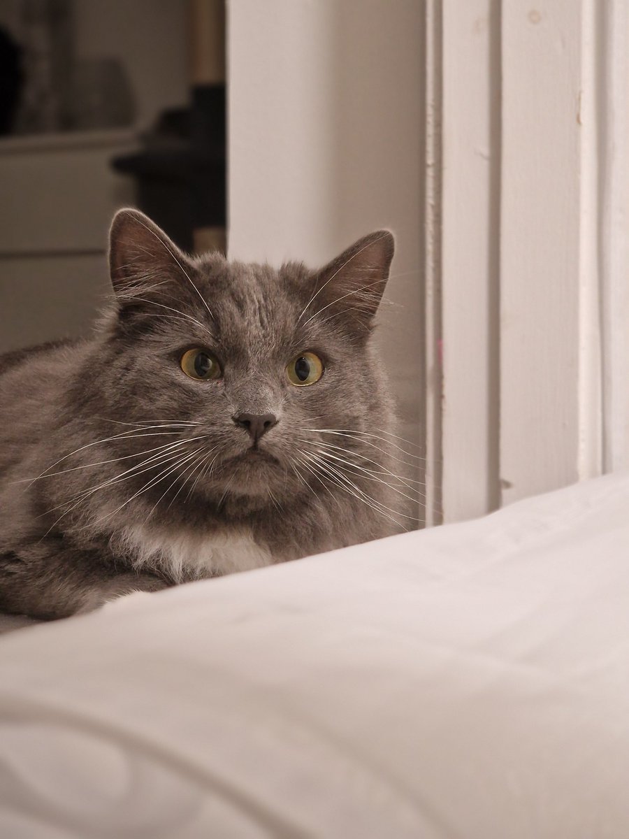 First time having these 2 morons face to face tonight. Could cry. Integrating cats is so hard man😂