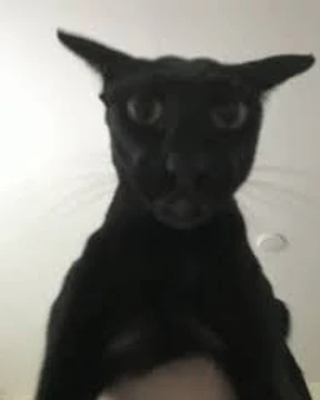 Martosaur The Meme Lizard. (OG Account) tweet media