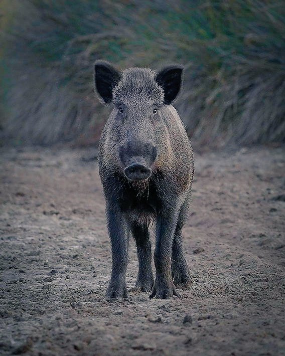 Almanya'da 15 yaşındayken parkta 9 erkeğin toplu tecavüzüne uğrayan kadın, tecavüzcülere "domuz" ve "ucube" dediği için 2 gün hapis cezası aldı.

Tecavüzcülerin cezası, 20 yaş altında oldukları için Alman hukuku gereği ertelendi ve hapis yatmadılar.