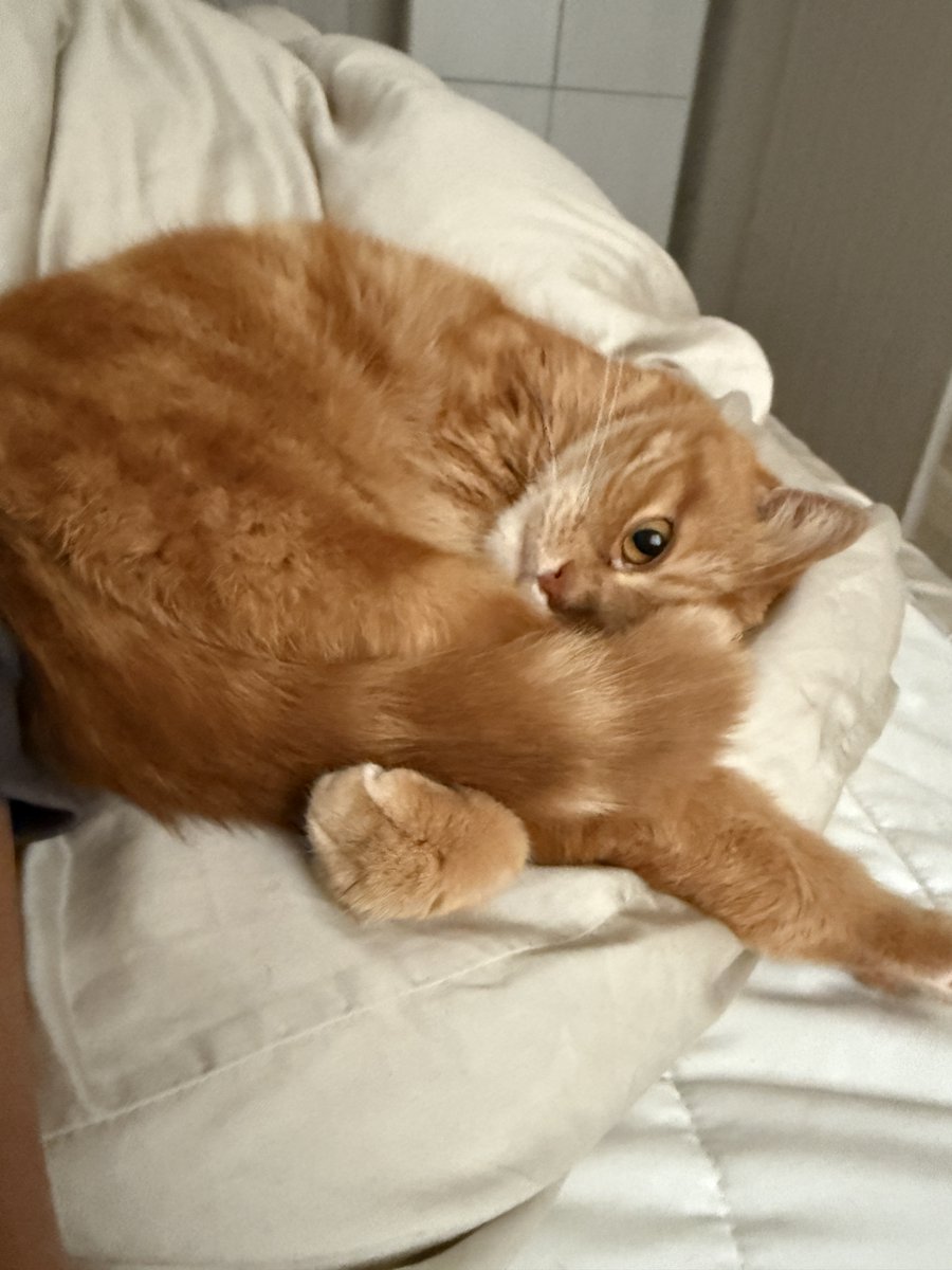 にゃあにゃむ♡ページ にゃむページ にゃむ (@nyamuchannel) / Posts / X