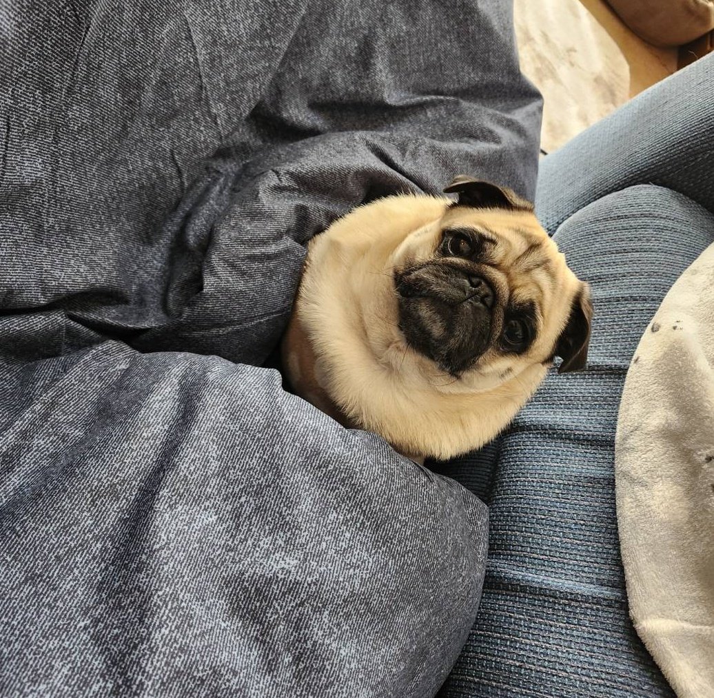 パグのぽんず (@1Zn5cHU4VIn98mJ) / Posts / X