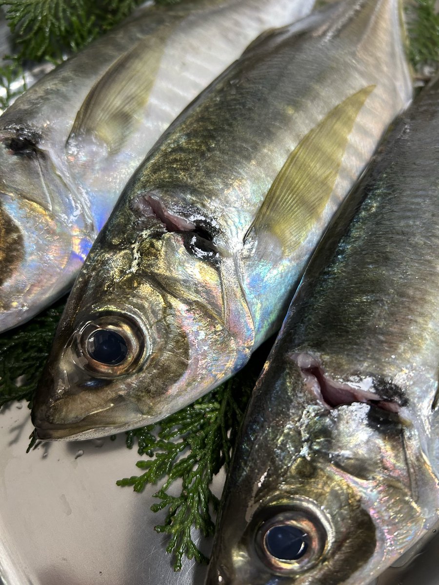 魚虎 うおとら (@uotora2024) / Posts / X