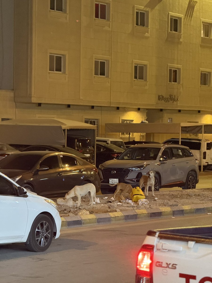 Naif Abdullah |نايف عبدالله tweet media