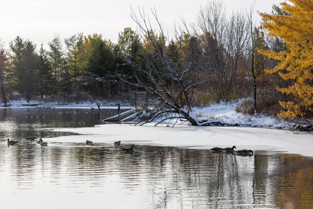 Peaceful moments by the frozen lake 🦆✨