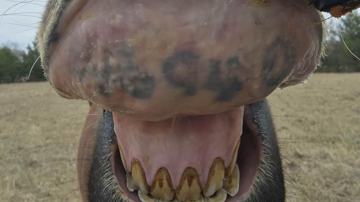 🆘🆘🆘👉Update! We have raised $490 so far for Hit The Road Again. We still need to raise $2710 to reach goal. Please consider a donation to help us help Roadie. Our PayPal Donation link is 
paypal.com/donate/?hosted…
Thank you.