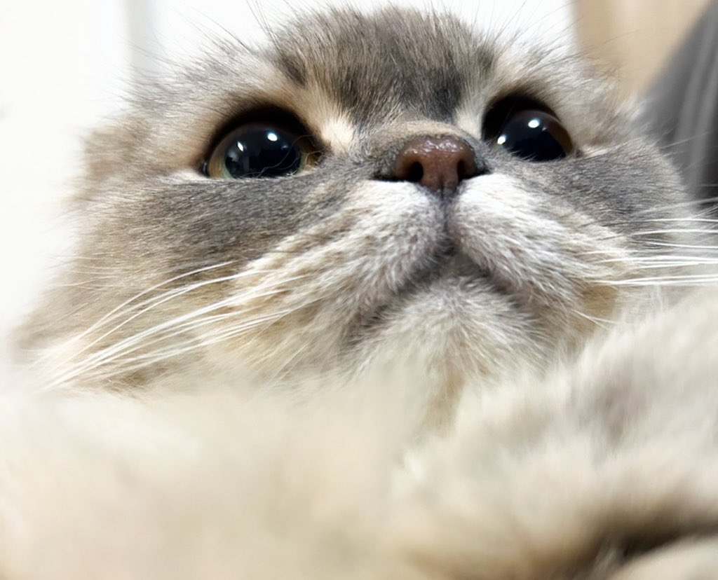 TSUKUNE_KAWAII's tweet photo. イケメン🐾 https://t.co/f3yOqEXHYB