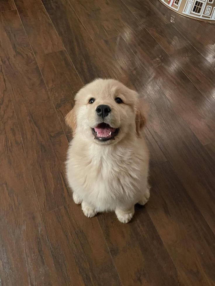 Doglover (@puppiesdoglover) on Twitter photo 