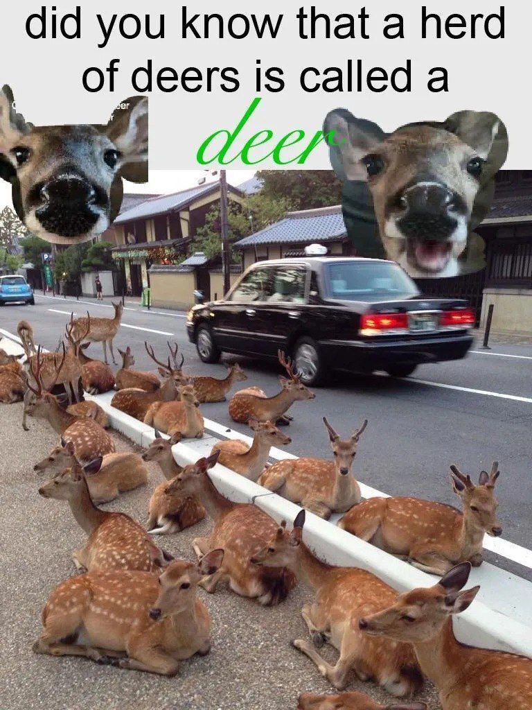 Deer in Places they Shouldn't Be tweet media
